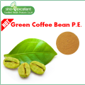 Extrato de feijão de café verde